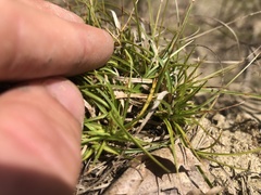 Carex umbellata