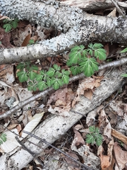 Dicentra cucullaria