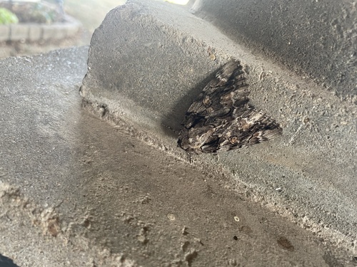 Bride Underwing