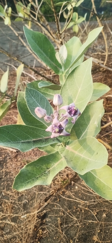 crown flower