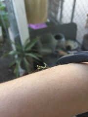 Stagmomantis limbata