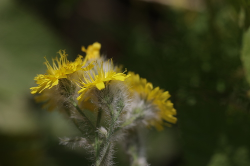 Hieracium scouleri, 2026-08-05