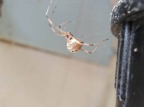 Brown Widow