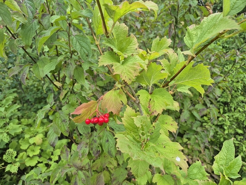 guelder-rose