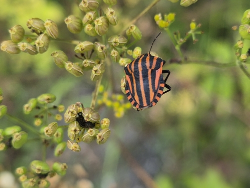 Continental Striped Shield Bug