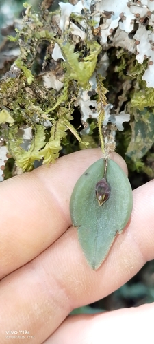 Lepanthes manabina, photograph 1