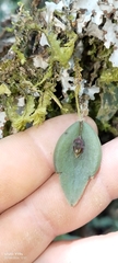 Lepanthes manabina