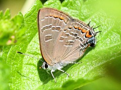 Satyrium calanus