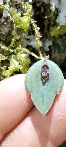 Lepanthes manabina, photograph 2