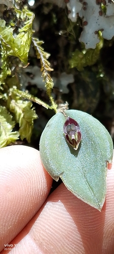 Lepanthes manabina, photograph 3