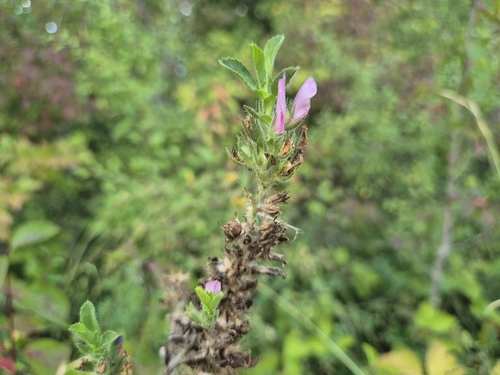 trailing restharrow