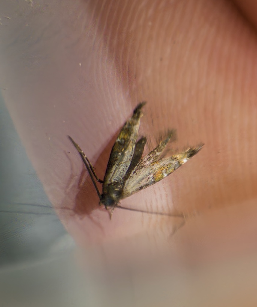 Mompha nancyae