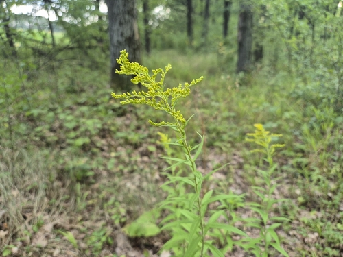Canada goldenrod