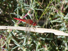 Crocothemis erythraea