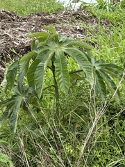 Cecropia obtusifolia, photograph (c) Tara Severns, some rights reserved (CC BY)