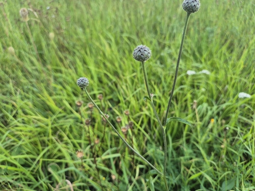 Greater Knapweed