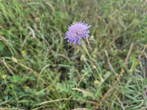 Field Scabious