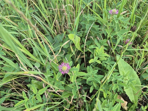 Zigzag Clover