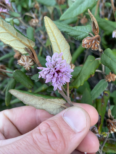 Coast Velvet-bush