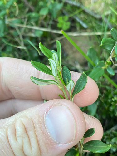 pale turpentine bush