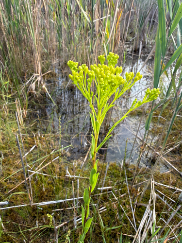 Solidago ohioensis, photograph 5