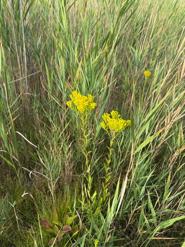 Solidago ohioensis, photograph 6