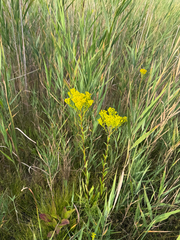 Solidago ohioensis, photograph (c) Justin Williams, some rights reserved (CC BY)