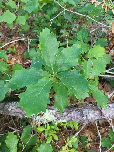 Quercus prinoides, photograph 3