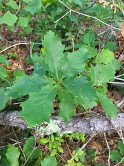 Quercus prinoides, photograph (c) Sean Rigney, some rights reserved (CC BY)