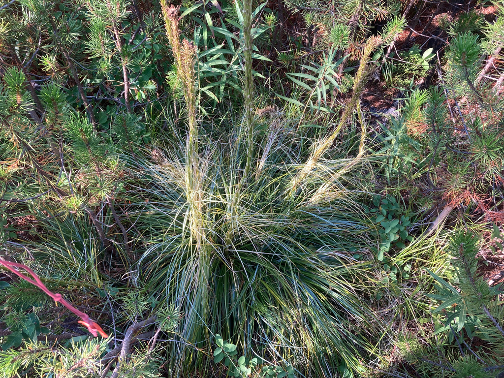 Xerophyllum tenax; photograph (c) Timon T. K., some rights reserved (CC BY)