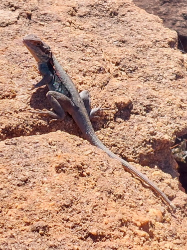 Barrier Range Dragon, Ctenophorus mirrityana