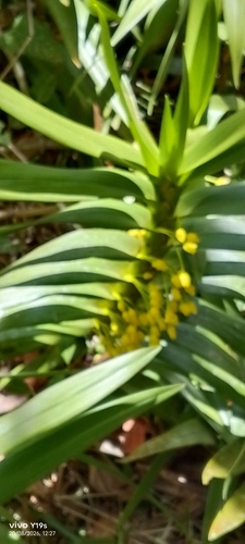 Maxillaria aurea, photograph 1