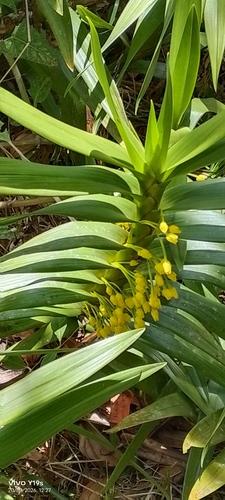 Maxillaria aurea, photograph 2