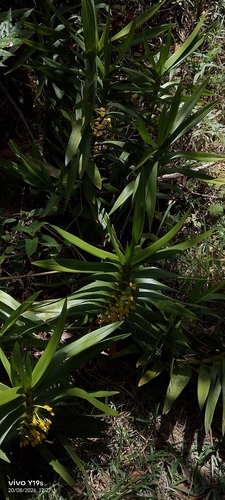 Maxillaria aurea, photograph 3