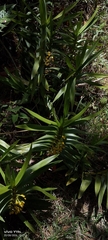 Maxillaria aurea, photograph author not stated, no rights reserved