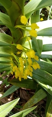 Maxillaria aurea, photograph author not stated, no rights reserved