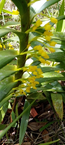 Maxillaria aurea, photograph 5