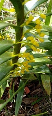 Maxillaria aurea, photograph author not stated, no rights reserved