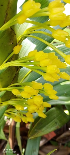 Maxillaria aurea, photograph 6