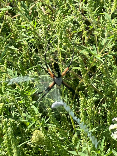 Yellow Garden Spider