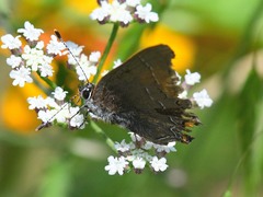 Satyrium favonius