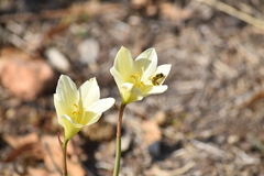 Zephyranthes concolor