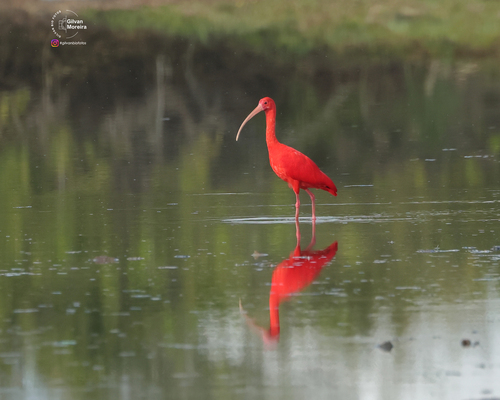 Scarlet Ibis