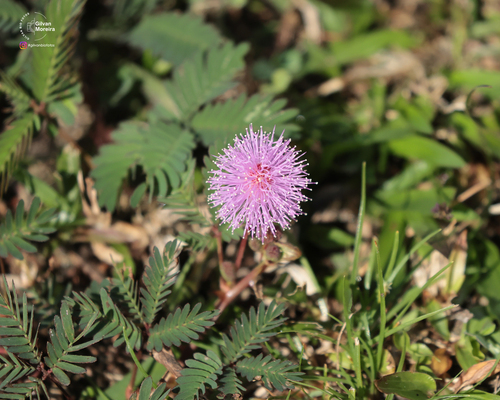 Sensitive Plant