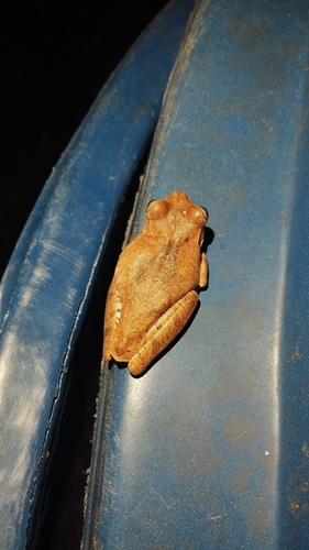 Emerald-eyed Tree Frog