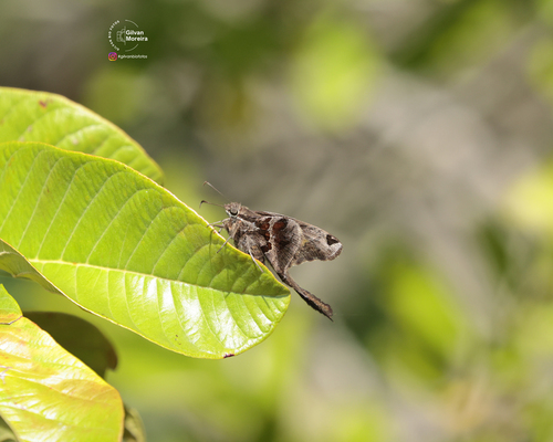 Blurry-striped Longtail