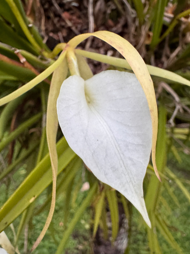 Lady of the Night Orchid