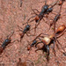 Burchell's Army Ant - Photo Alex Wild, no known copyright restrictions (public domain)