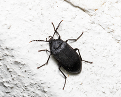 Penthe pimelia