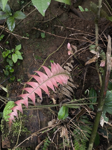 Lomaridium plumieri